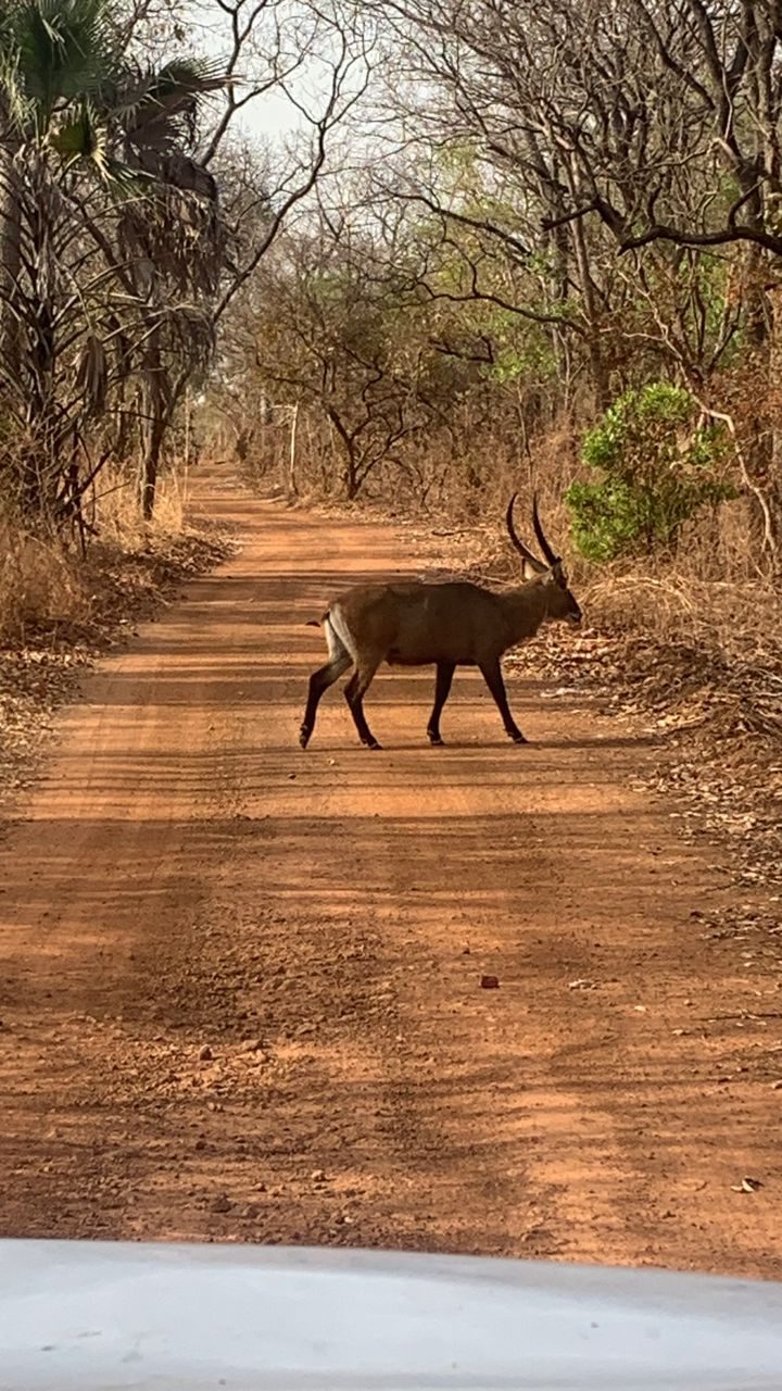 Une antilope traversant la piste de latérite dans le parc du Niokolo-Koba